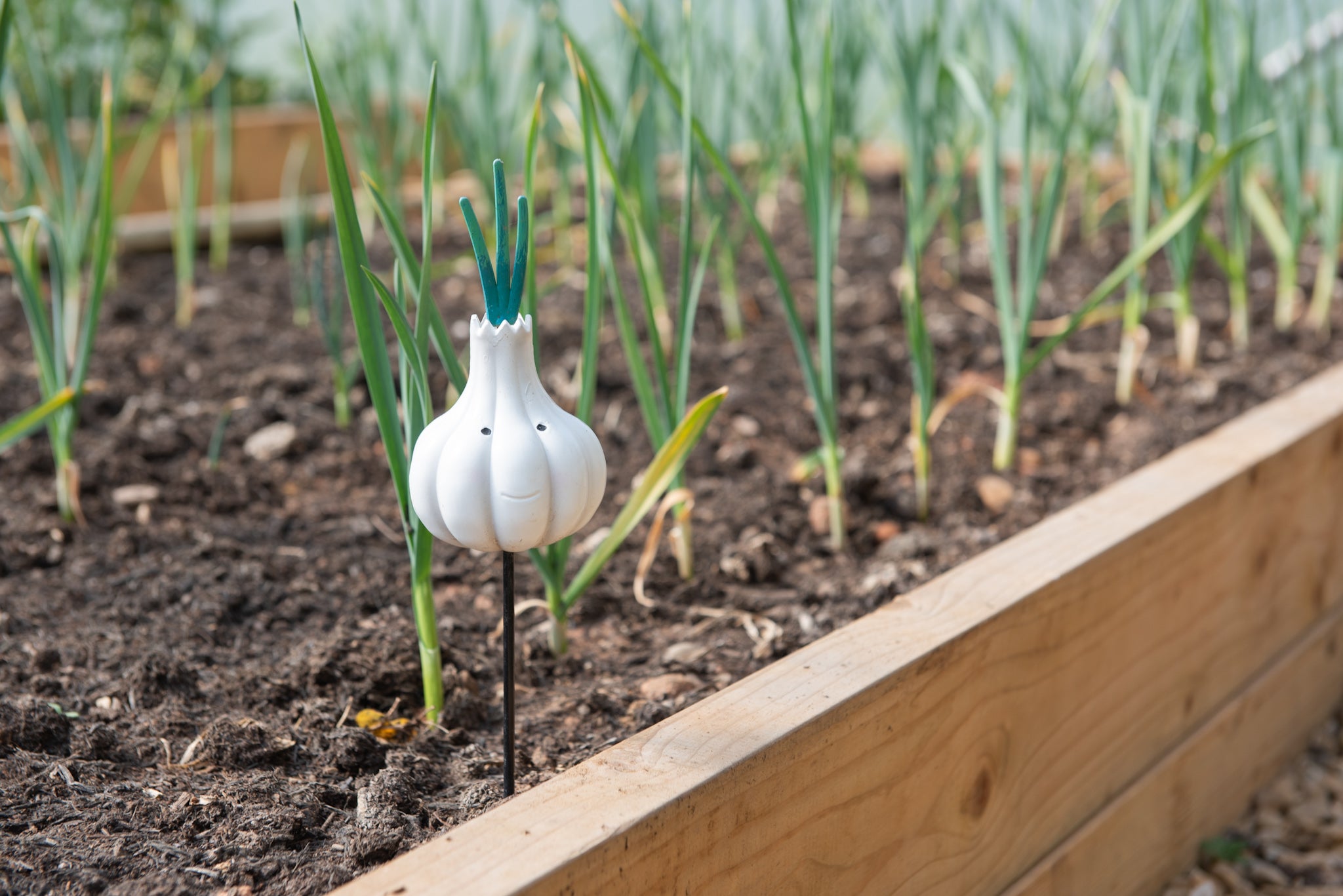 6 Tips to encourage children to grow their own food.